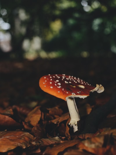 干叶旁褐白蘑菇
